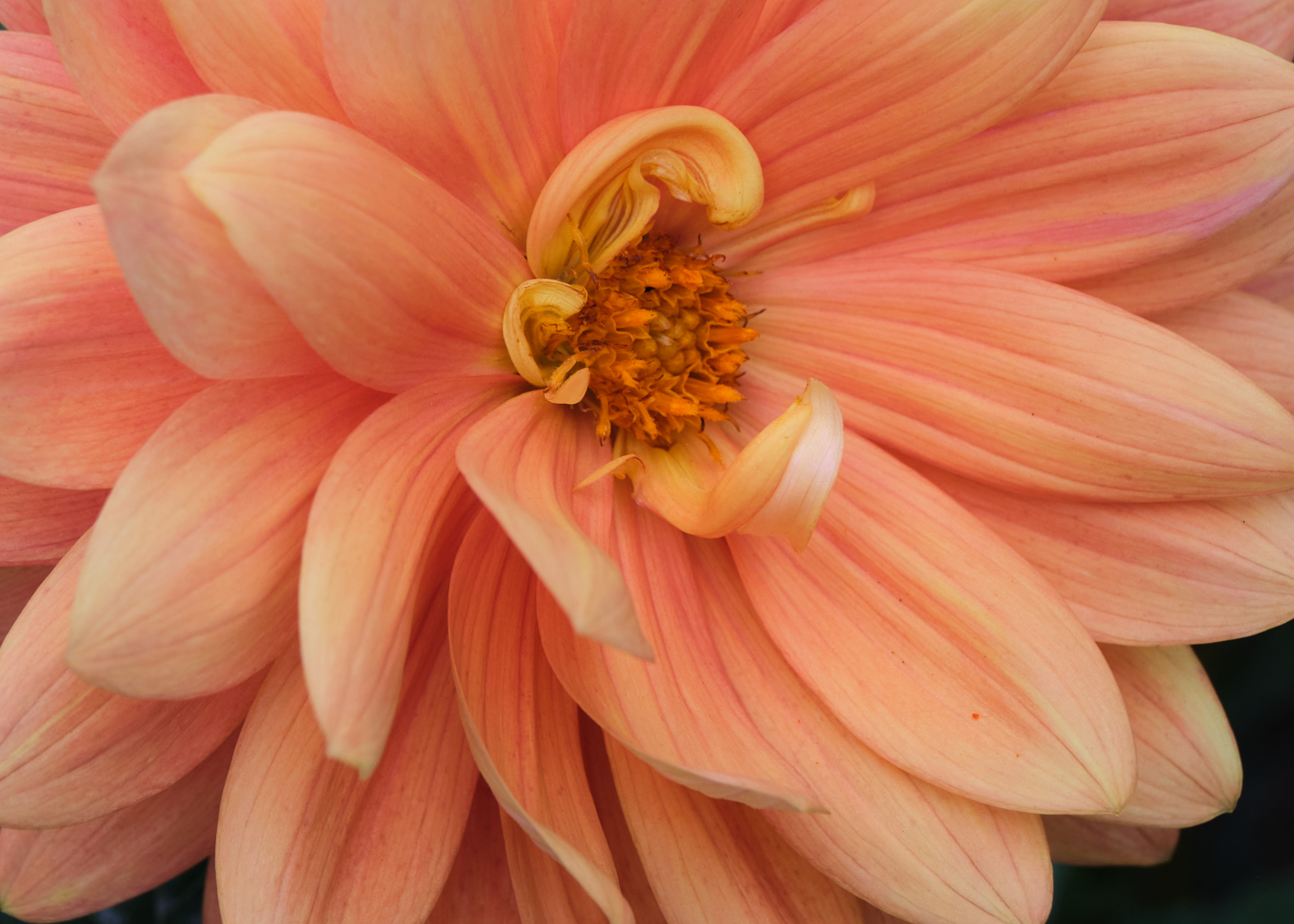 close up orange dahlia
