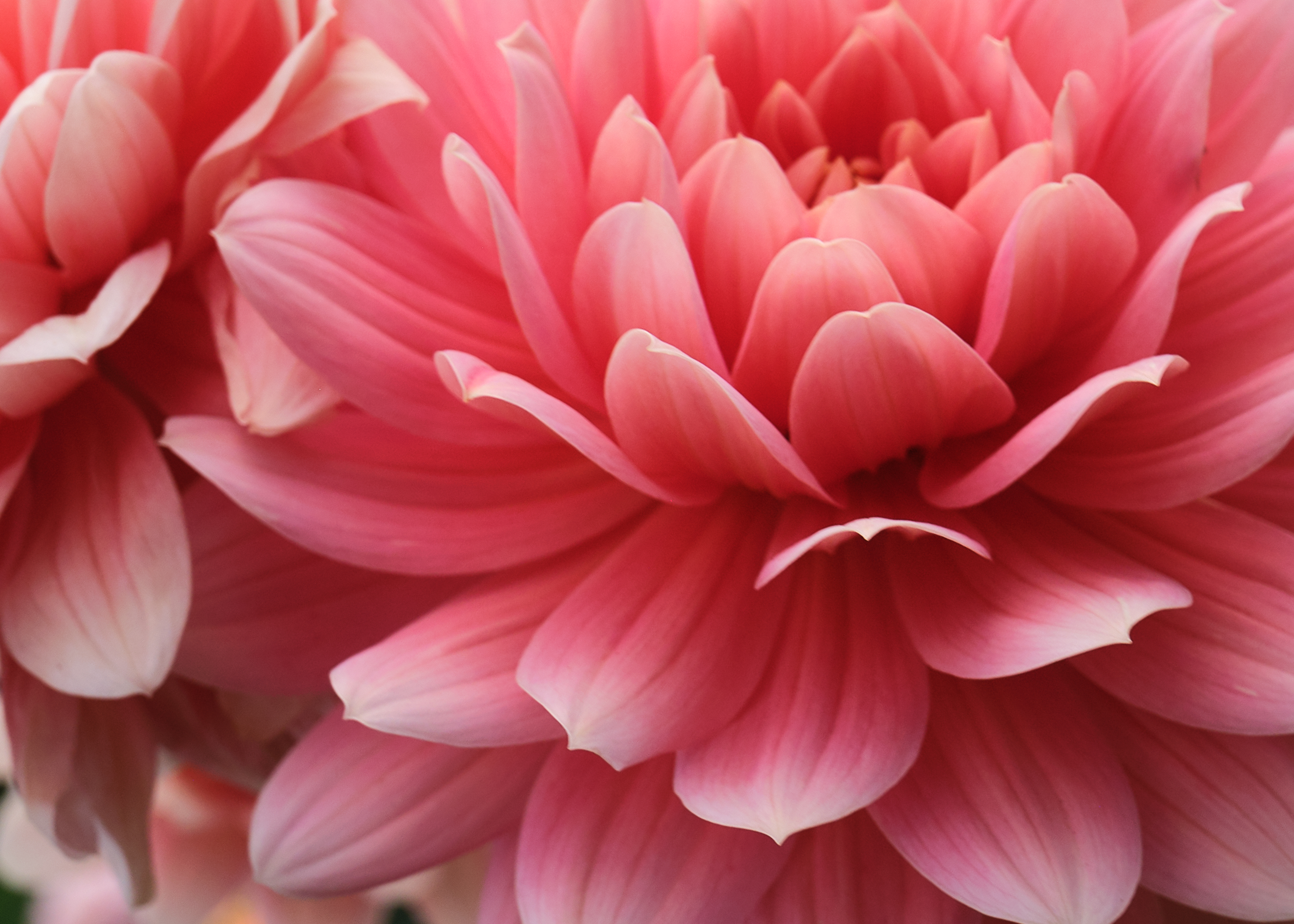 close up pink dahlia