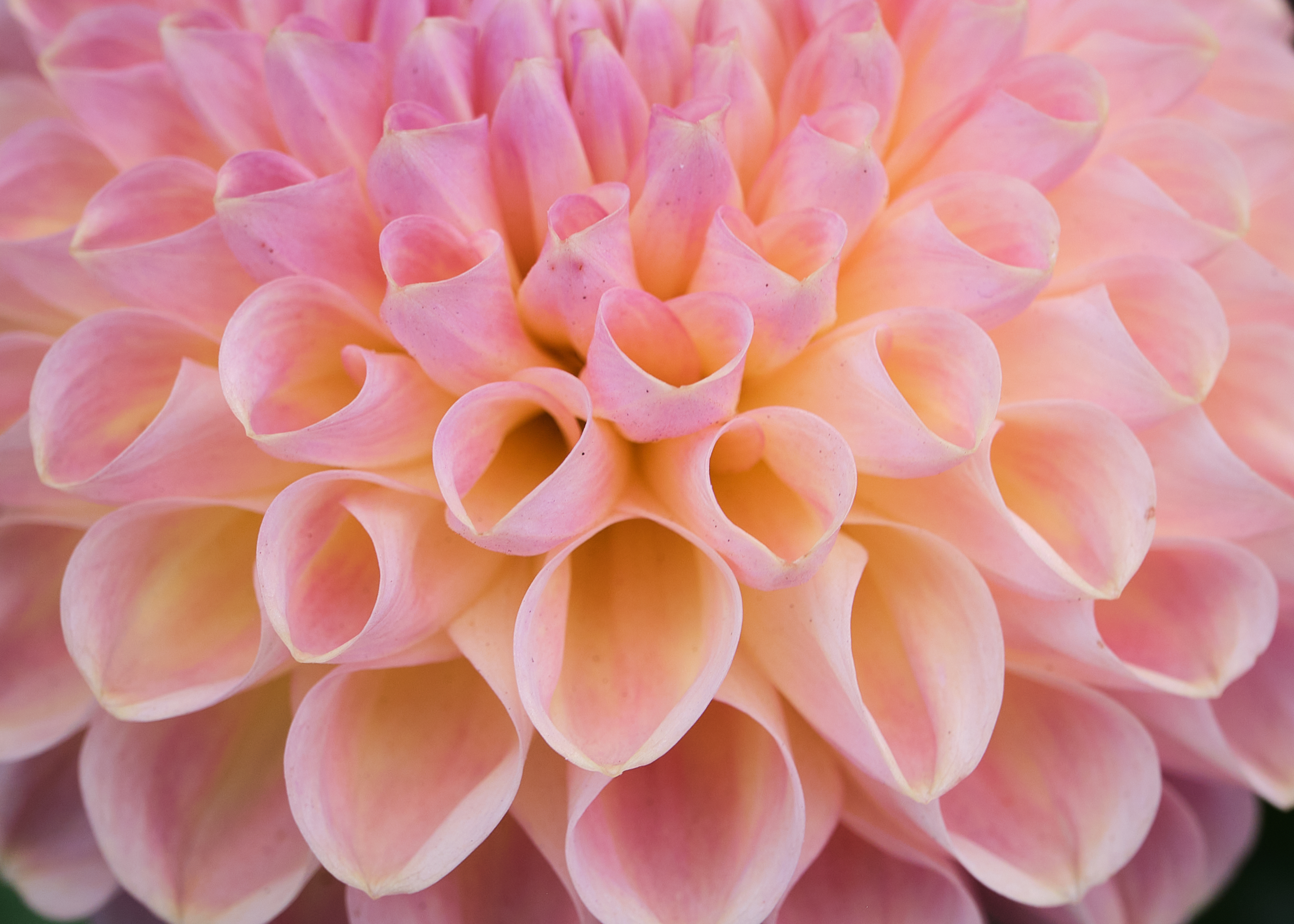 close up pink and yellow dahlia