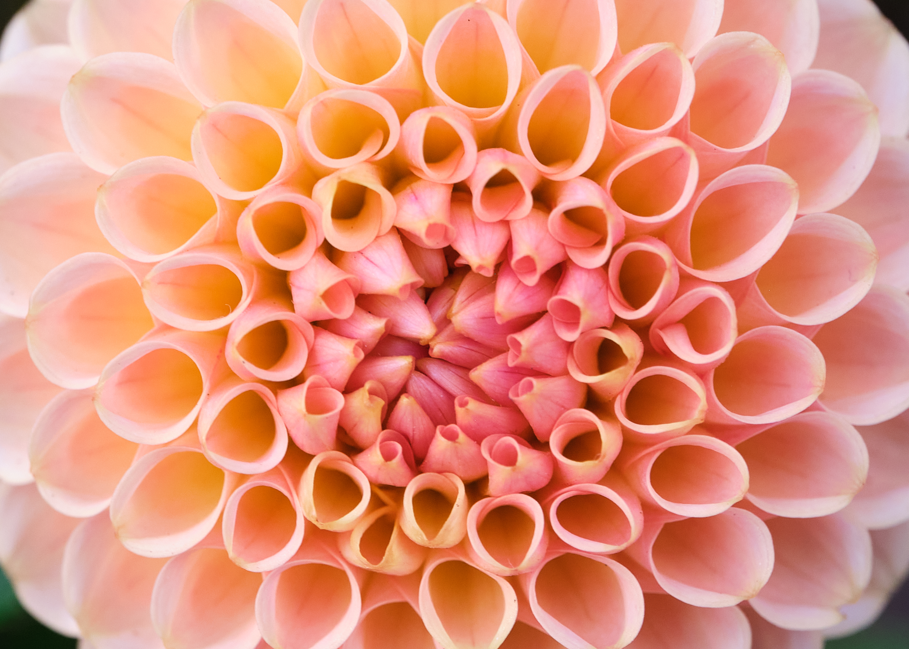 close up yellow and pink dahlia