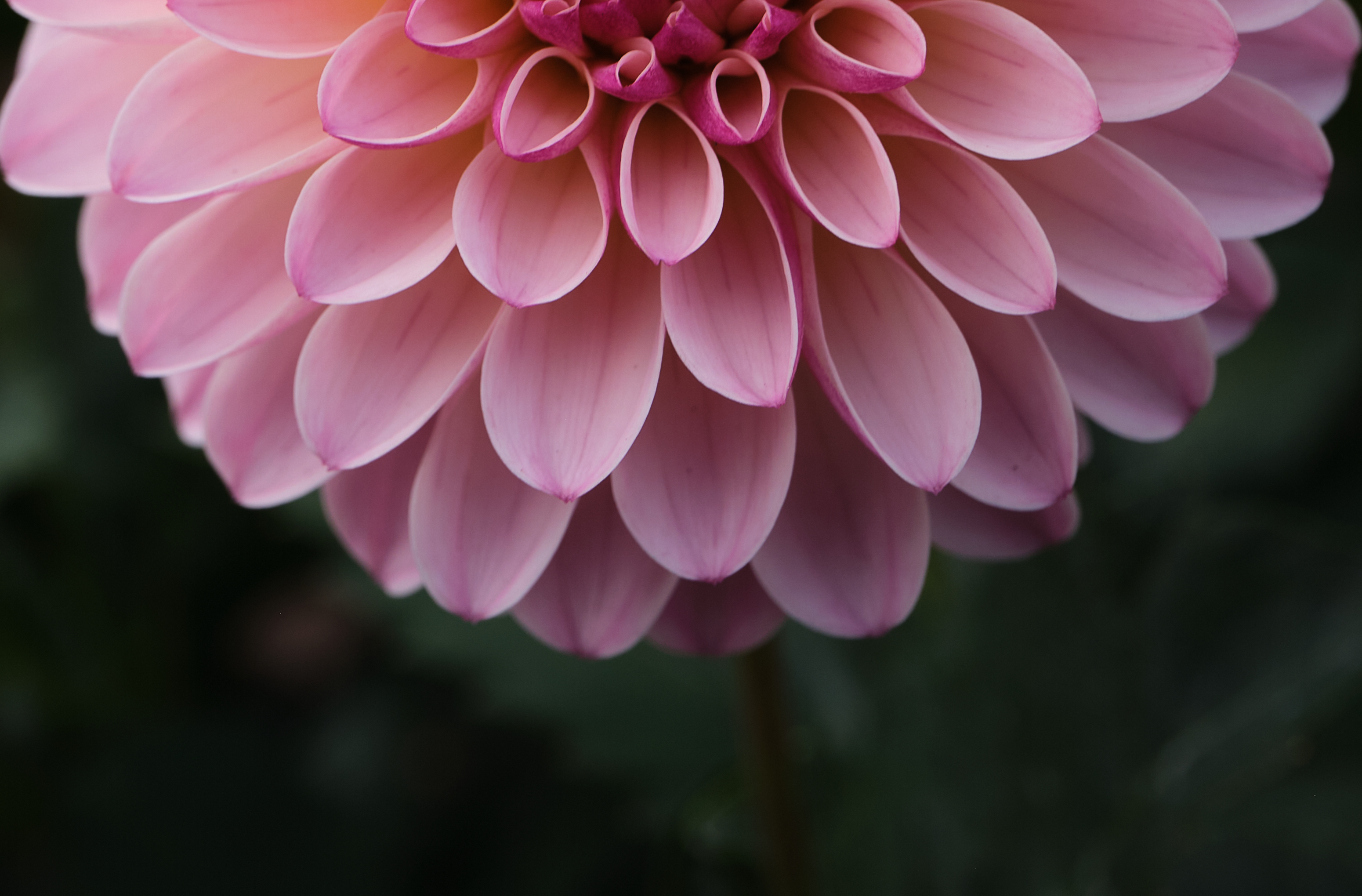 a beautiful pink dahlia